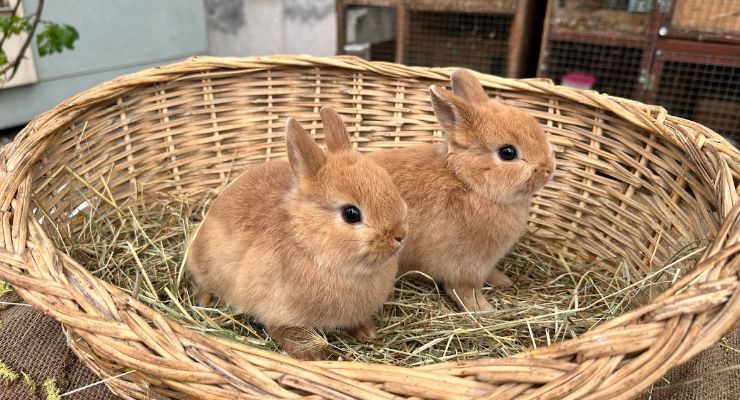 Karabük Büyümeyen Tavşan