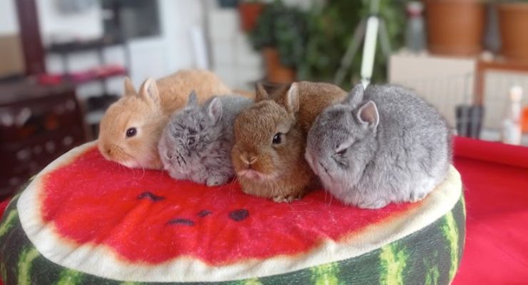 Karabük Cins Tavşan