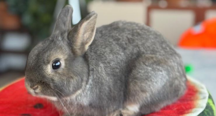 Karabük Ev Tavşanı