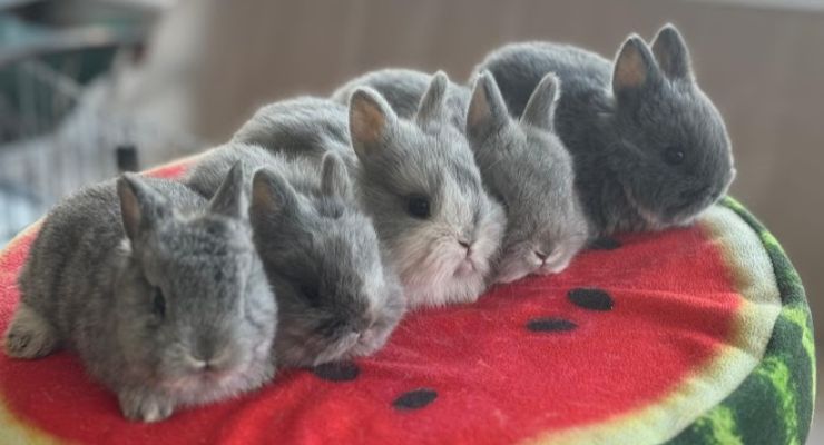 Karabük Evcil Tavşan