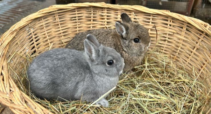 Karabük Yavru Tavşan