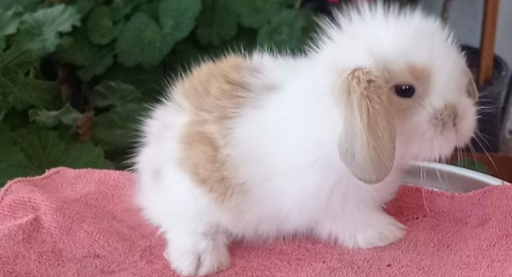 Karabük Hollanda Lop Tavşan